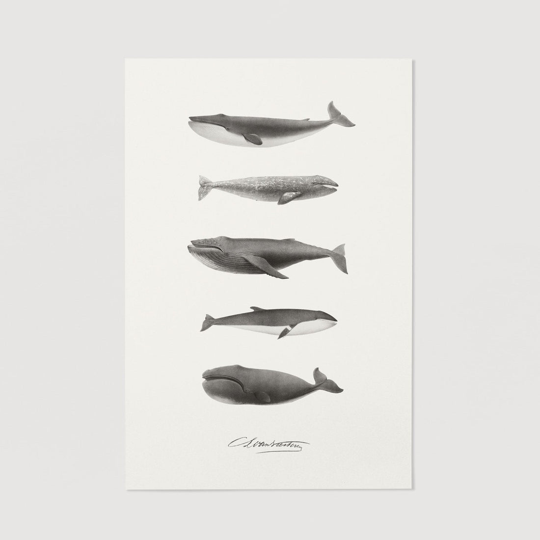 Nautical poster with whale