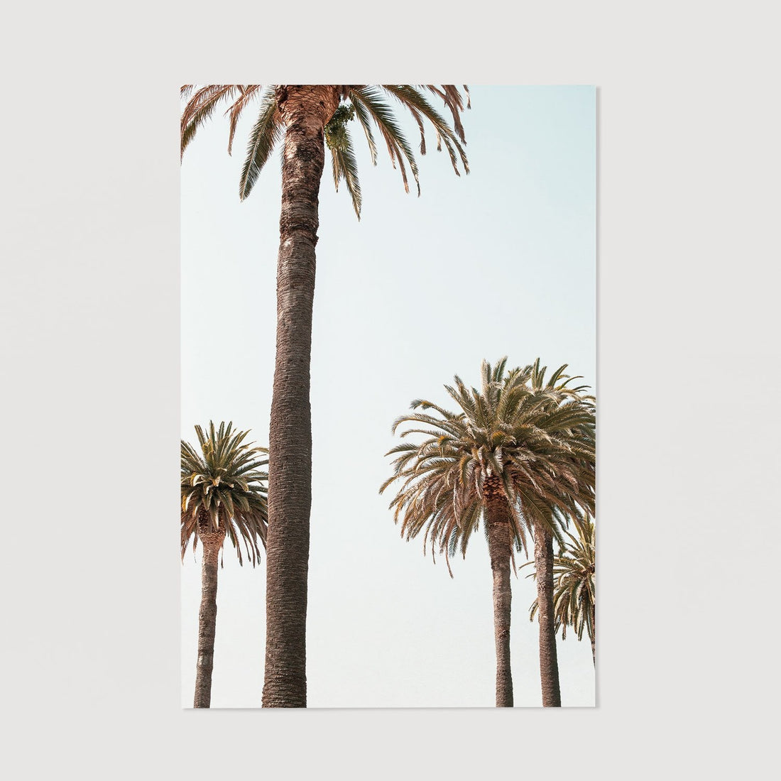photography print with palms