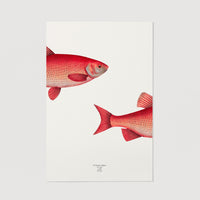 Fish illustration art print